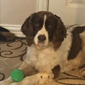 Meet your Posher, Allison